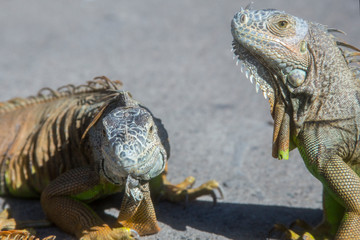 Wild Iguanas thrive in the tropical climate of Puerto Vallarta, Mexico, where they can be often be found munching on fruits and flowers, or sunning on rocks.