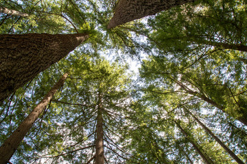 Fototapeta premium Surrounding perspective of very tall evergreen trees from ground level with snippet of blue sky peeping through.