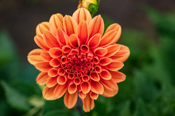 lachsfarbene Seerosendahlie