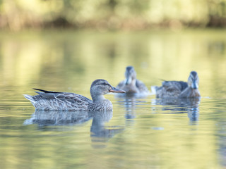 Wild ducks at a pond