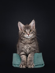 Blue tabby Maine Coon cat kitten, sitting in green velvet bag. Showing paws like ballerina, nails slightly out. Looking towards camera. Isolated on black background.