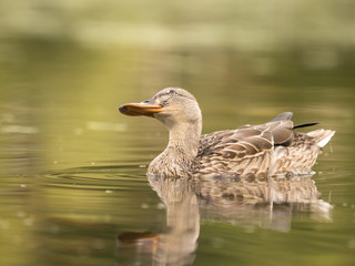 Wild duck at a pond