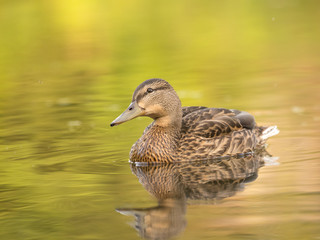 Wild duck at a pond