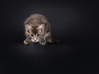 Blue tabby Maine Coon cat kitten, sitting on edge ready to jump  Looking focussed downwards. Isolated on black background.