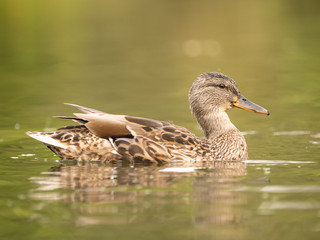 Wild duck at a pond