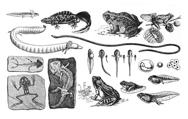 Frog metamorphosis collage. the life cycle of the frog / Antique engraved illustration from from La Rousse XX Sciele 