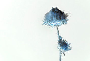 A fragment of a plant. Imitation of watercolor painting. White background. Photo inversion. Watercolor drawing in blue. Canvas print Stem, leaves of a dry plant. Contrast graphics.Abstract composition