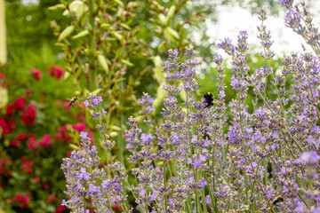 Obraz premium Lavender bush and honeybees in the garden. Springtime meadow concept
