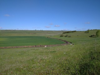 Fototapeta na wymiar landscape with cows