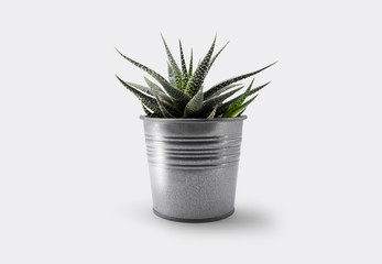 Vase of Cactus Mockup

