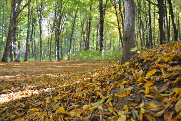 fallen yellow leaves in autumn in the forest