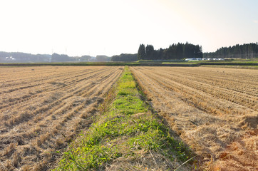 田舎の稲刈り後の田んぼ