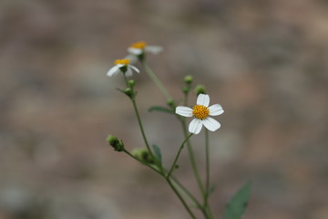 wild flowers in the field