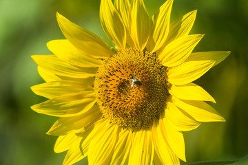 close-up photo of a  sunflower in the summer season