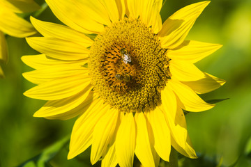 close-up photo of a  sunflower in the summer season