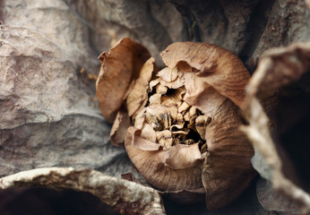 Dried and withered lotus flower,
summer plants memory with square format.