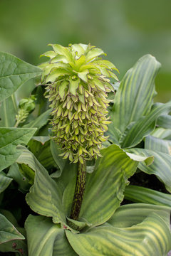 Eucomis bicolor variegated pineapple lily bulbous flowering plant