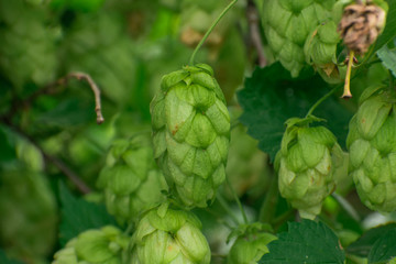 Fresh green hops background. cones of hops on a green vegetal blurred background. Harvest of hops
