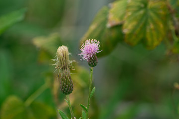 An image of a wild Scottish Thistle. Gorgeous purple flower supported and protected by a green, jagged, round shaped bulb. Jagged green leaves and stem.