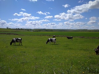 cows on pasture