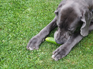 A large dog, a breed of Great Dane, lies on the grass and eats cucumber in the garden in summer, top view. A pet nibbles on a fresh seasonal vegetable.