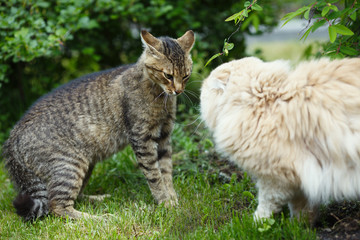 Aggressive behavior of two homeless cats during a conflict on a green lawn in the park, close-up.