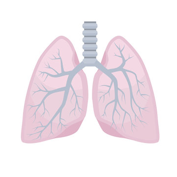 Human lungs. Anatomy, structure of internal organs. Vector illustration