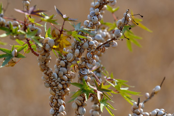 Group of snails in a branch during the summer season