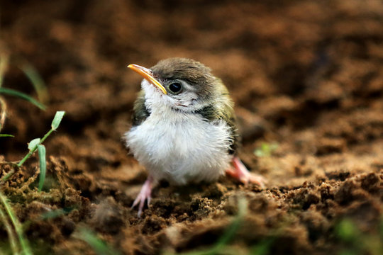 Fledgling tailor bird. Young tailor bird ready to fly. Nestling tailor bird. Baby tailor bird.