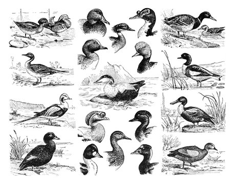 Duck collection of beautiful birds like. Very decorative for wallpaper or magazine etc. / Antique vintage illustration from La Rousse XX