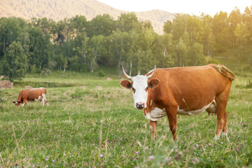 Fototapeta na wymiar Two brown and white cows with horns on green grass graze in the meadow and eat. Farming and agriculture and milk production.