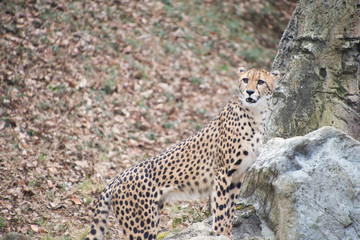 チーター