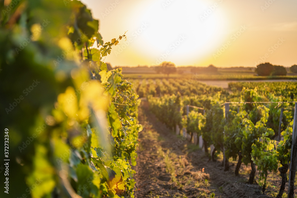 Sticker beautiful view of a vineyard at sunset in chinon village loire valley france