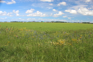 A colorful field with wild flowers on the edge of a Dutch pasture with a farm in the distance....