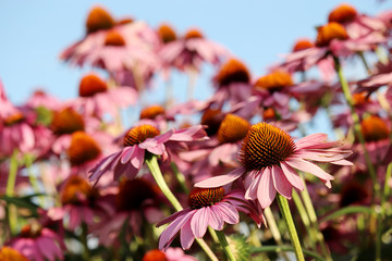 Rudbeckia flowers in summer against blue sky, colorful floral background. Echinacea purpurea,...