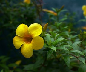 Beautiful Yellow  allamanda flower with rain drops on it