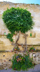 Big old ivy with mighty stem on an old wall of a fortification