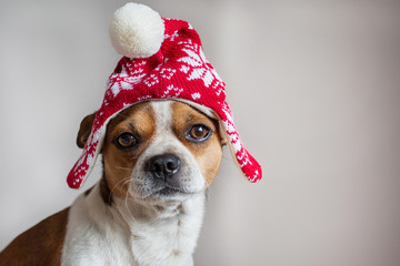 Small dog Portrait in winter christmas hat
