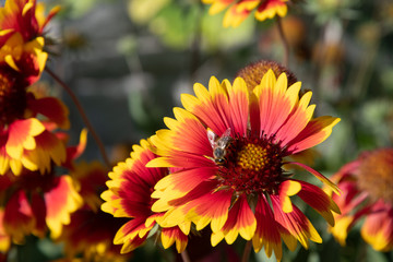 Gaillardia pulchela or ndian blanket and a bee in the garden on a sunny day.