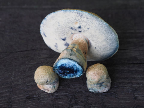 Edible porcini mushrooms gyroporus cyanescens, which turns blue when cut. Delicatessen fungus for cooking delicious vegetarian fungal dishes.