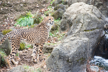 チーター