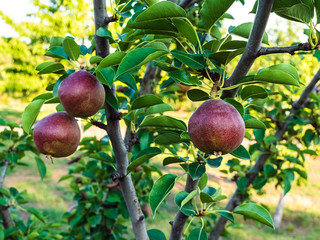 red pear fruits on tree branches in the garden - harvest time