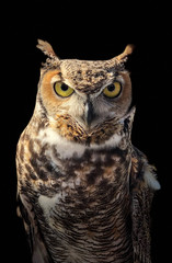 great horned owl