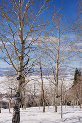 A small grove of Aspen trees in front of a spectacular view down the snow covered mountains of Steamboat, Colorado.
