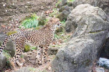 チーター