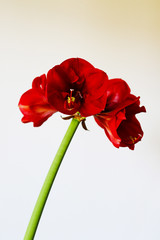 bright red amaryllis flower close up