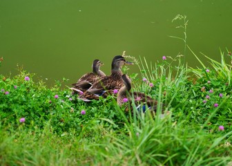 duck and ducklings