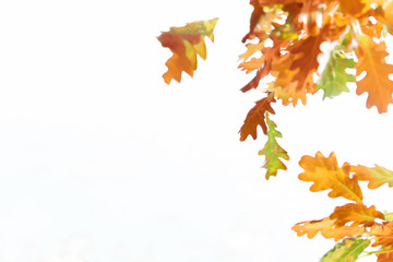 Autumn leaves in shades of brown, yellow and green on a white background