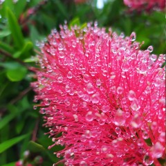 Bottlebrush flower