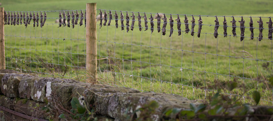 Dead Moles hanging on fence after trapping